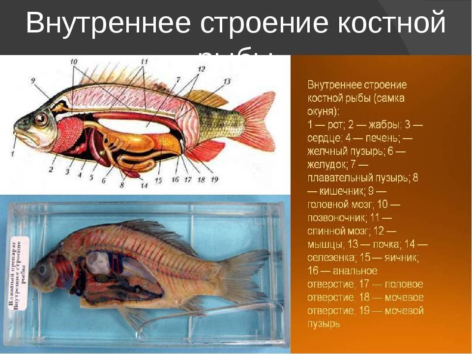 Рыбы. общая характеристика, строение, системы органов