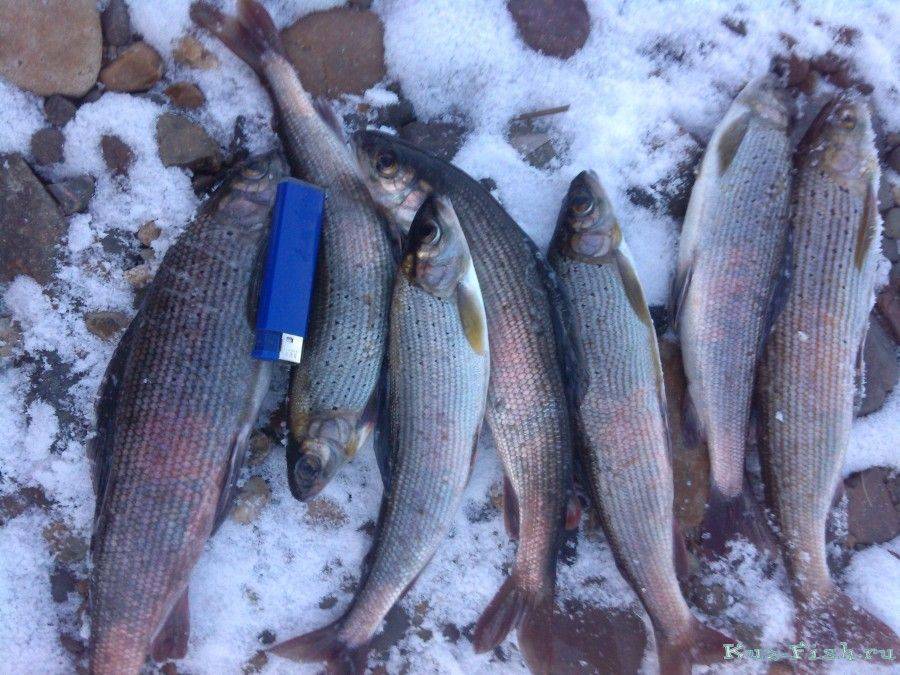 Выбор лучшего места для рыбалки в кемеровской области