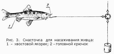 Как правильно готовить снасть на живца на щуку на судака