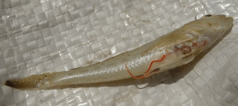 Что представляет собой солитер, паразитирующий в рыбе