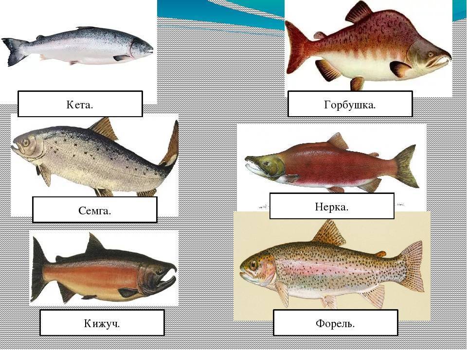 Красная рыба какие виды. Рыбы семейства лососевых названия. Отличия кижуч горбуша кета форель. Семга чавыча кета горбуша нерка кижуч. Семейство лососевых рыб кета.
