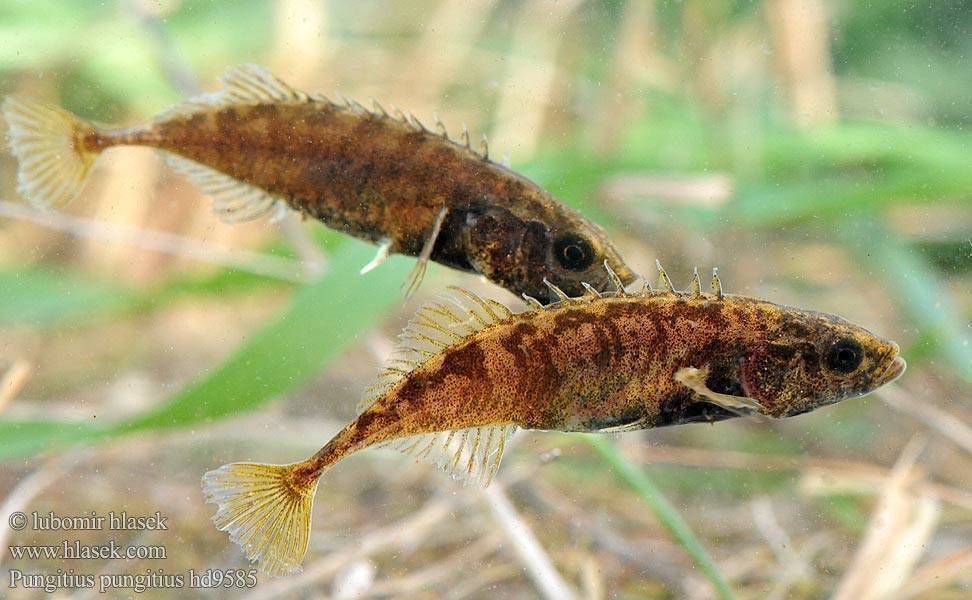 Описание и образ жизни рыбы колюшки, характеристика и особенности трёхиглой колюшки