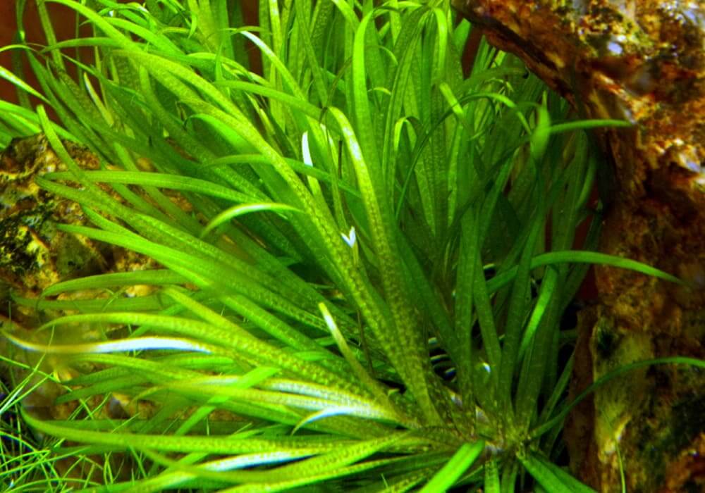 Бликса японская: описание аквариумного растения blyxa japonica, требования к условиям содержания