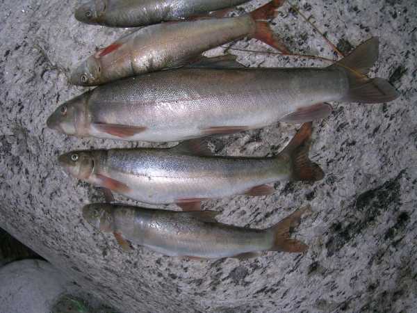 Рыба маринка и тактика ее ловли – суперулов – интернет-портал о рыбалке