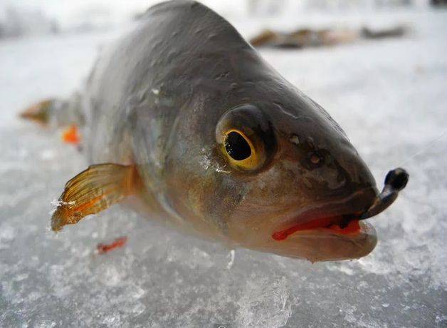 Мормышки на леща для рыбалки зимой: на какую ловить, как правильно поймать и как сделать снасти своими руками, также фото самых лучших вариантов и безмотылок