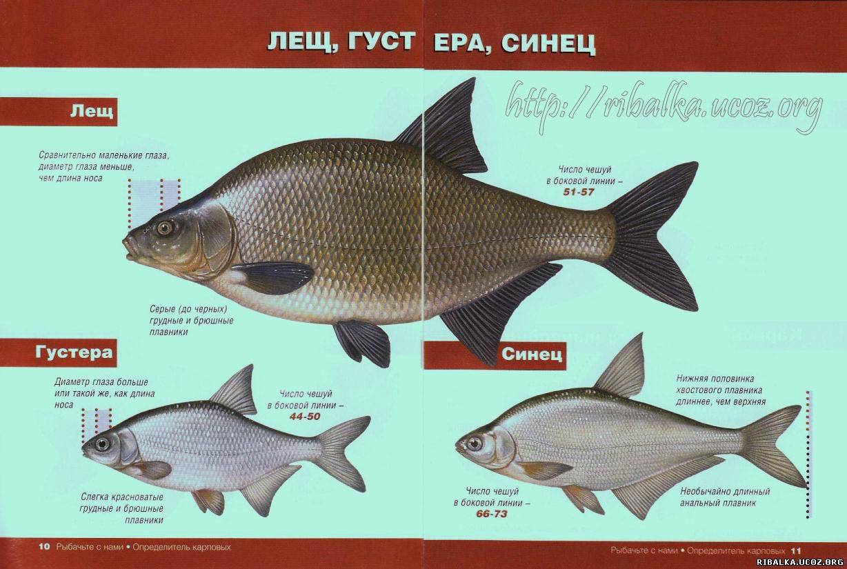 Подлещик: описание рыбы, отличия от леща и густеры, места обитания, способы ловли и гастрономическая ценность