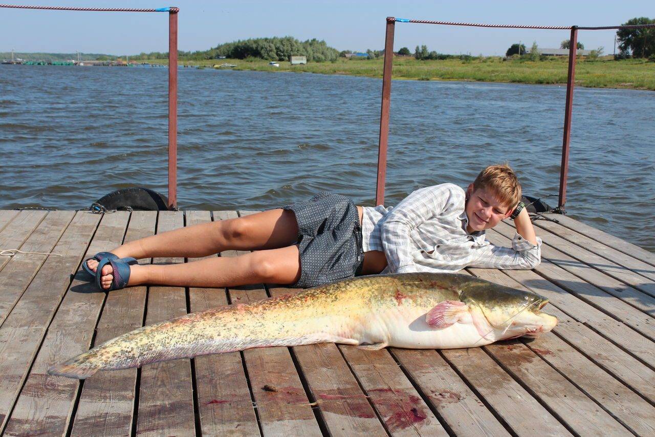 Ловля сома на волге. Рыбалка на Волге. Рыбалка на Волге летом. Лов рыбы на Волге. Сом в реке Волга.