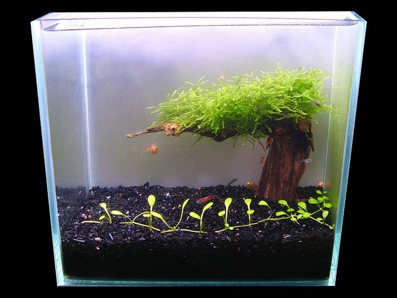 Правила посадки растений в аквариум - плантофилия
