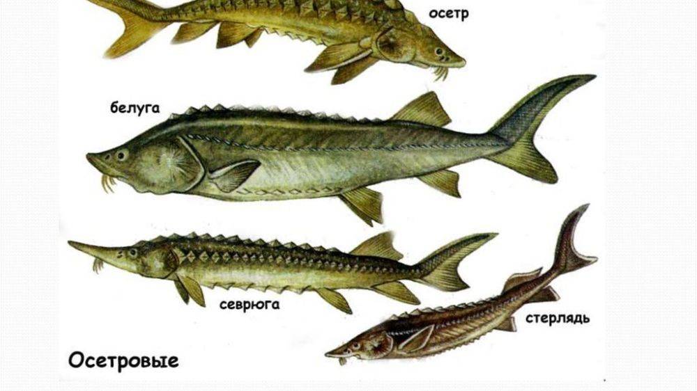 Осетр: рыба осетр фото и описание, нерест, способы ловли, образ жизни, приманки, калорийность осетра, блюда