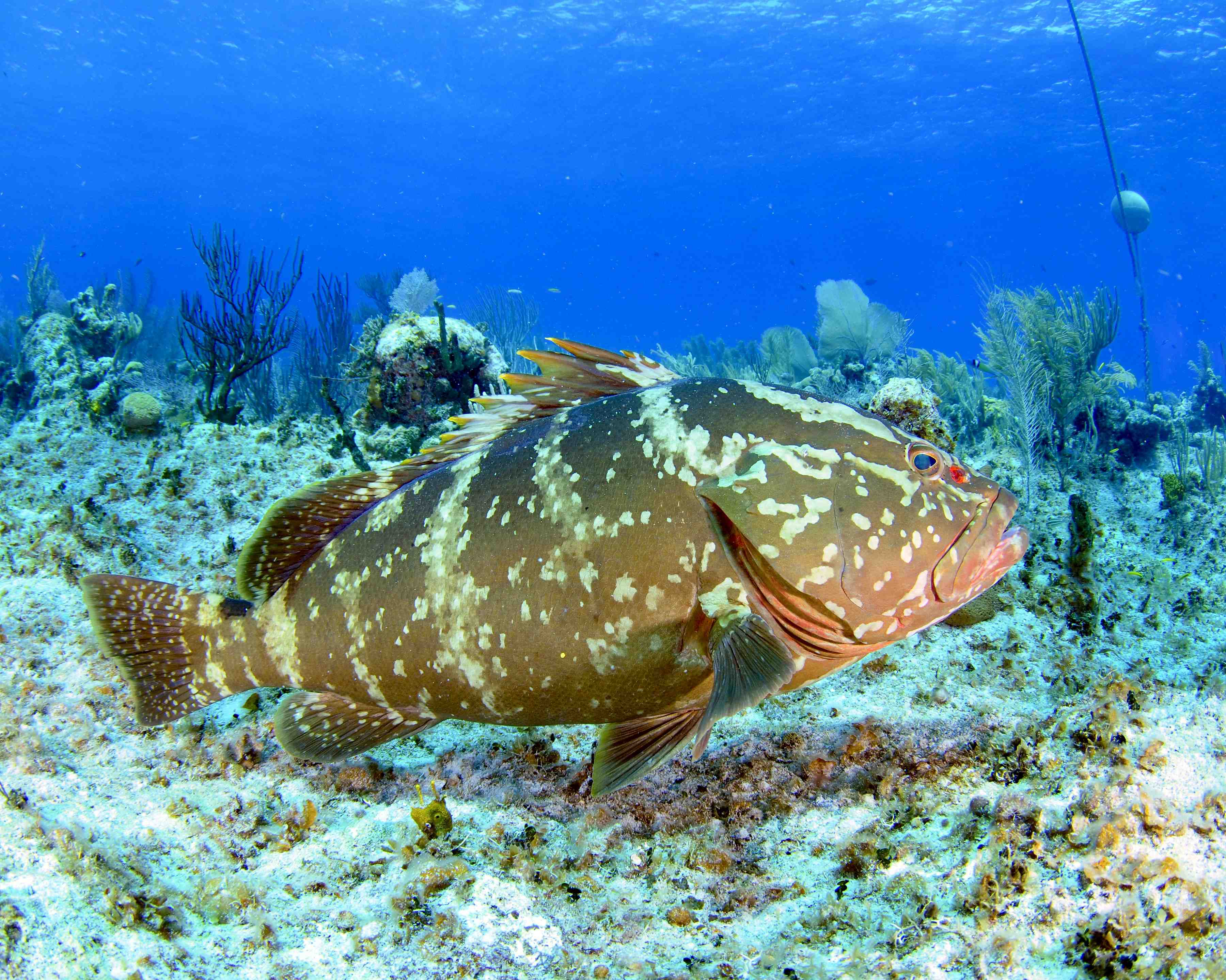 Рыба групер: картофельный, красный и другие представители каменных окуней