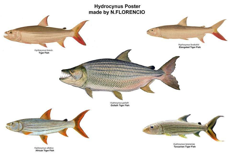 Разновидность красной рыбы название и фото