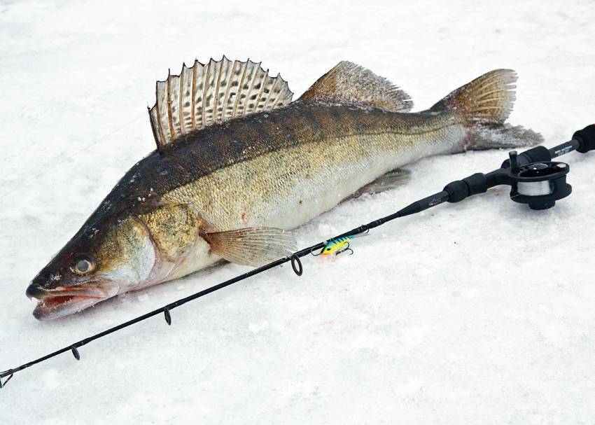 Ловля судака зимой: снасти и приманки на судака | зимняя рыбалка