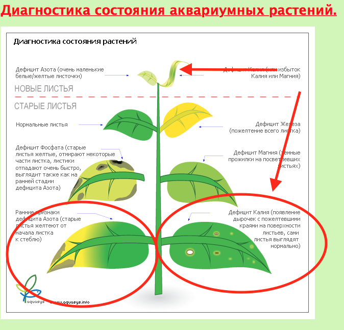 Желтеют листья чего не хватает растению. Заболевания растений пожелтение листьев. Длинные междоузлия у аквариумных растений. Дефицит магния у аквариумных растений. Аквариумные растения таблица.