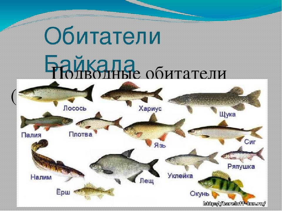 Рыбы которые водятся в озере. Обитатели озера Байкал рыбы. Рыбы которые водятся в Байкале. Рыбы обитающие в Озерах.