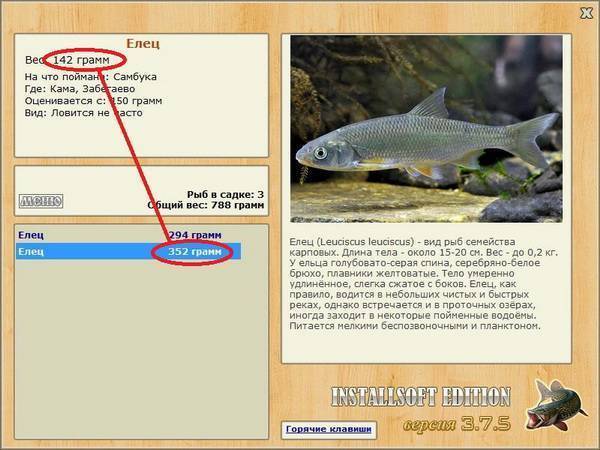 Елец рыба где водится фото