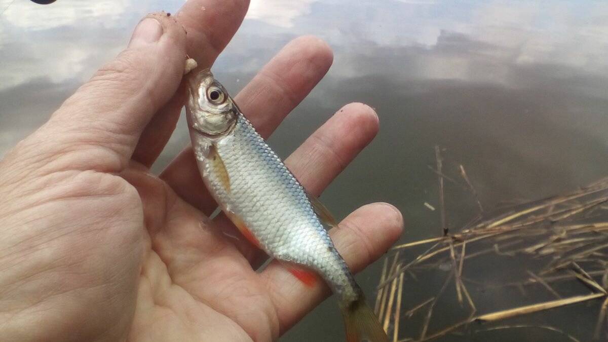 Каша для ловли уклейки