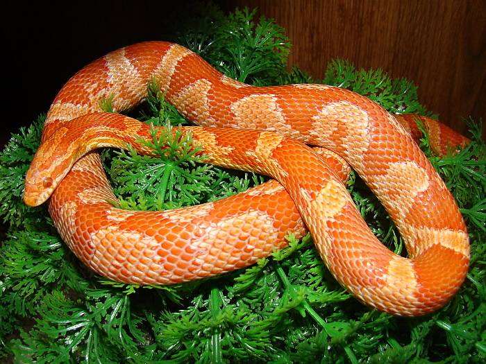 Маисовый полоз. Маисовый полоз Albino. Змея маисовый полоз. Маисовый полоз Crimson.