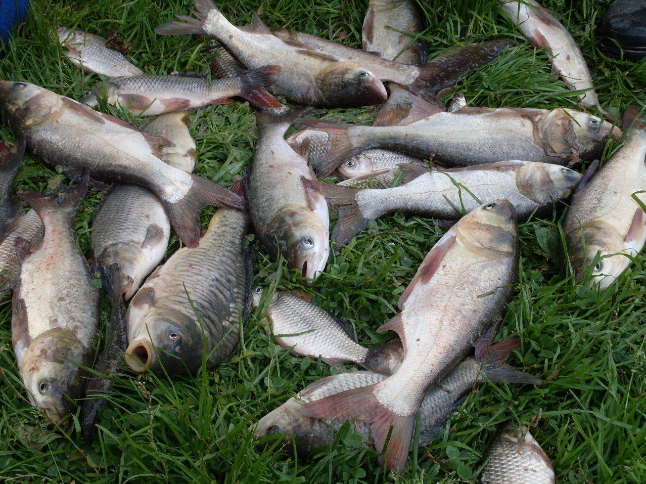 Запрет на рыбалку в беларуси в 2020 году | fishes.by