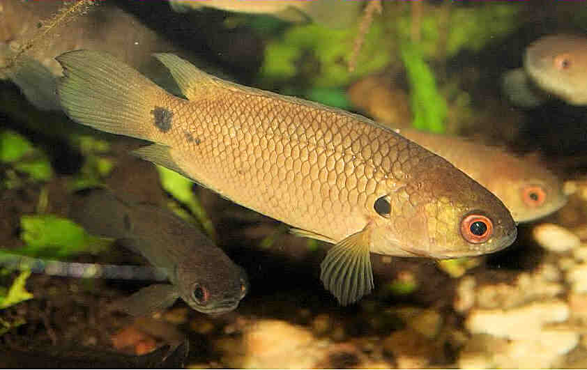 Анабас – рыба-ползун