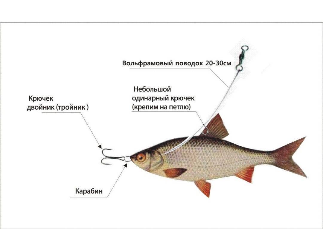 Ловля судака: способы, наживки, сезонные особенности