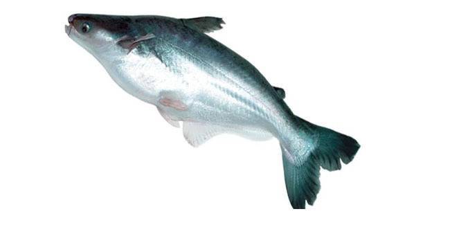 Польза и вред популярной рыбы пангасиус