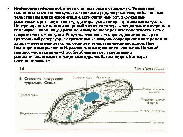 Какой тип питания характерен для инфузории туфельки изображенной на рисунке