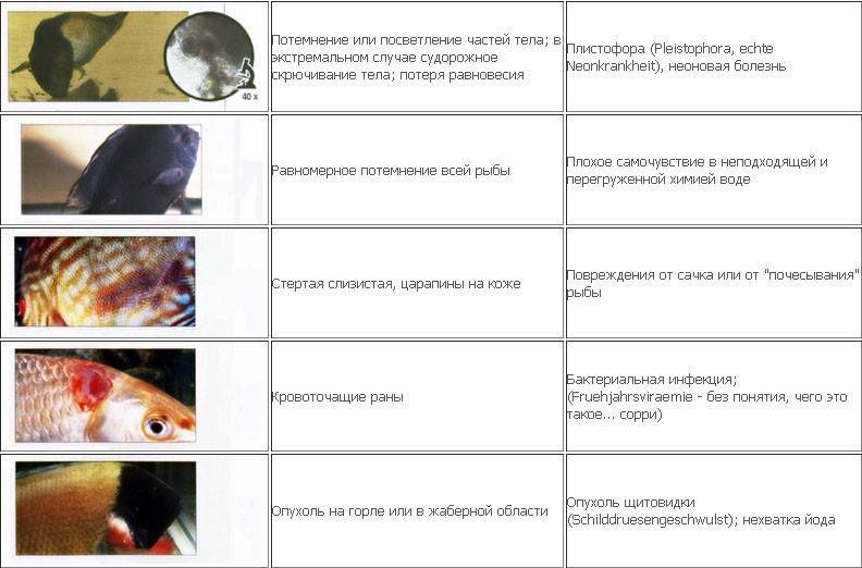 Заболевания рыбок в аквариуме с фото и описание