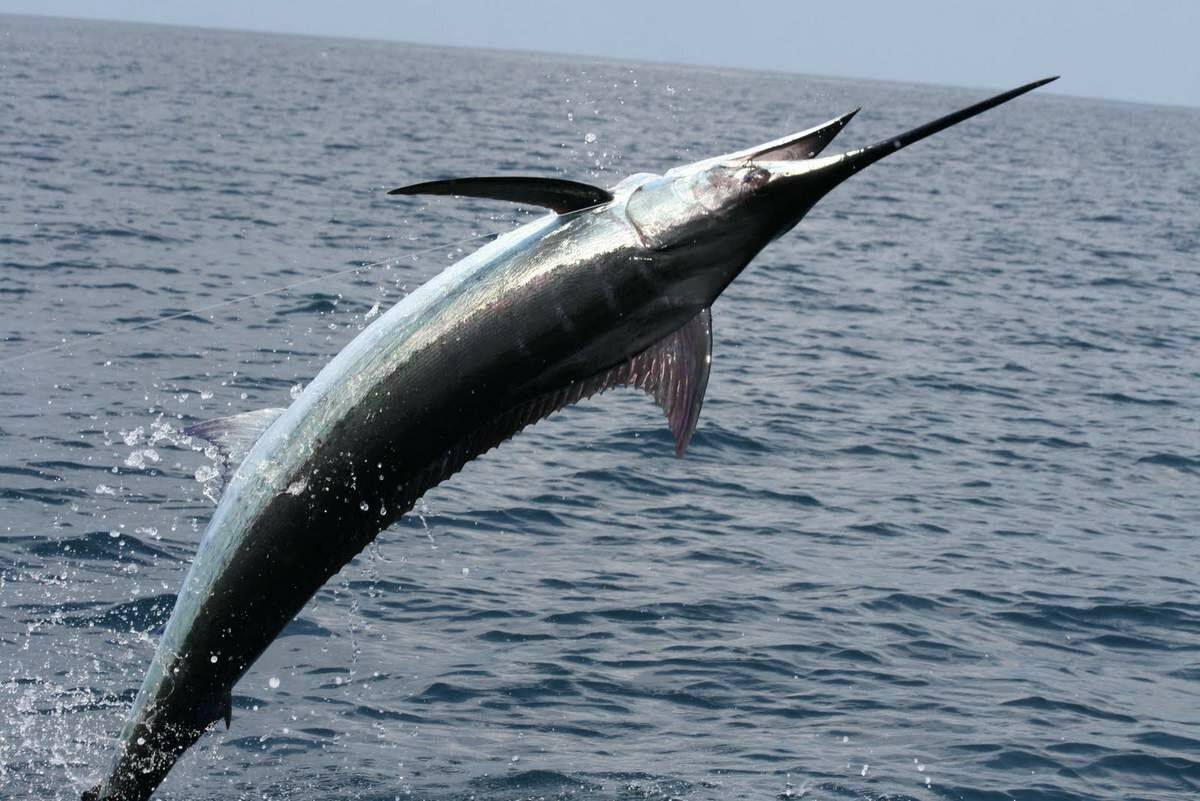 Меч-рыба — википедия. что такое меч-рыба