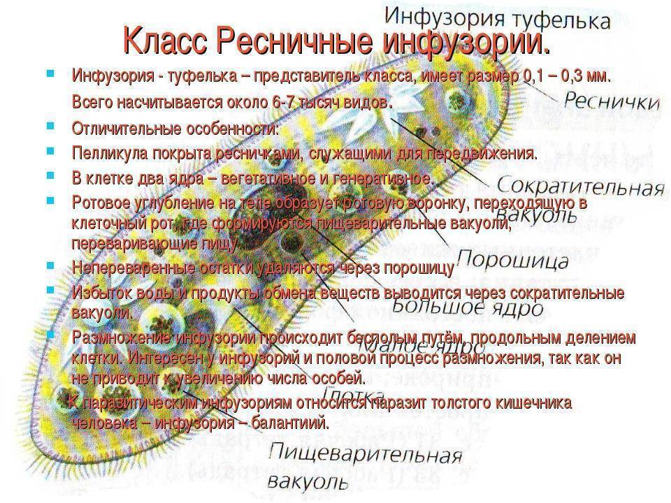 Инфузория туфелька: строение, форма тела, обитание - yachist.ru | medded.ru