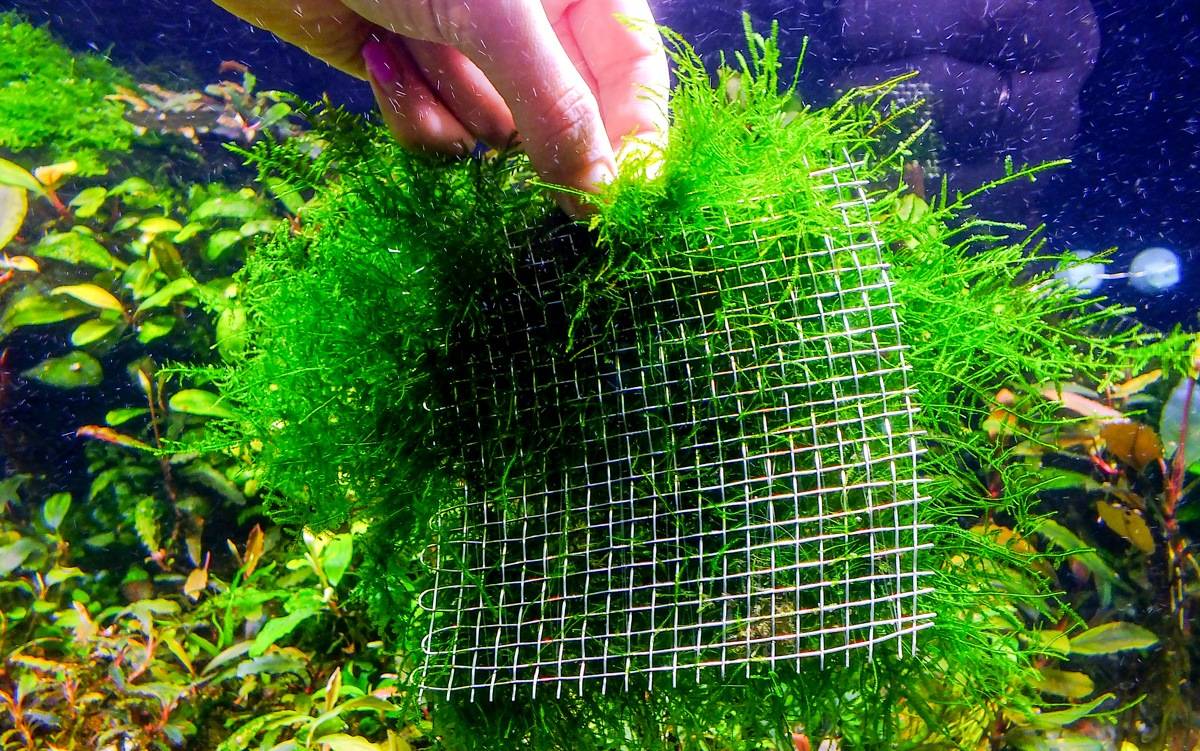 Яванский мох в аквариуме: содержание, как посадить и вырастить
