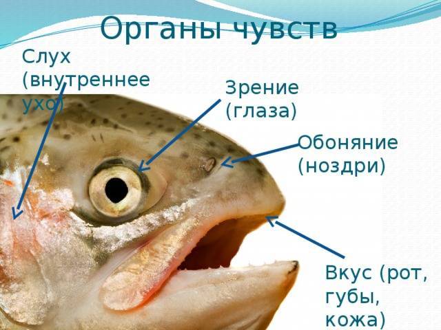 Орган слуха и равновесия рыб