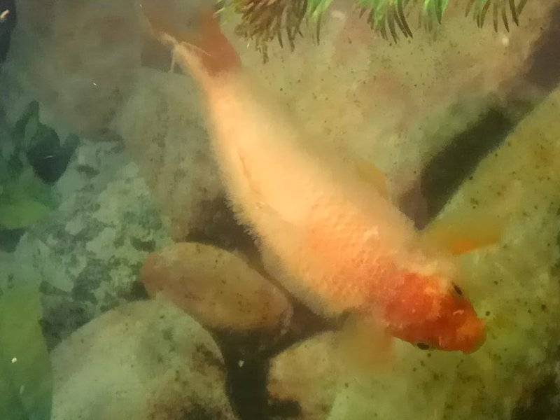Почему золотая рыбка плавает
