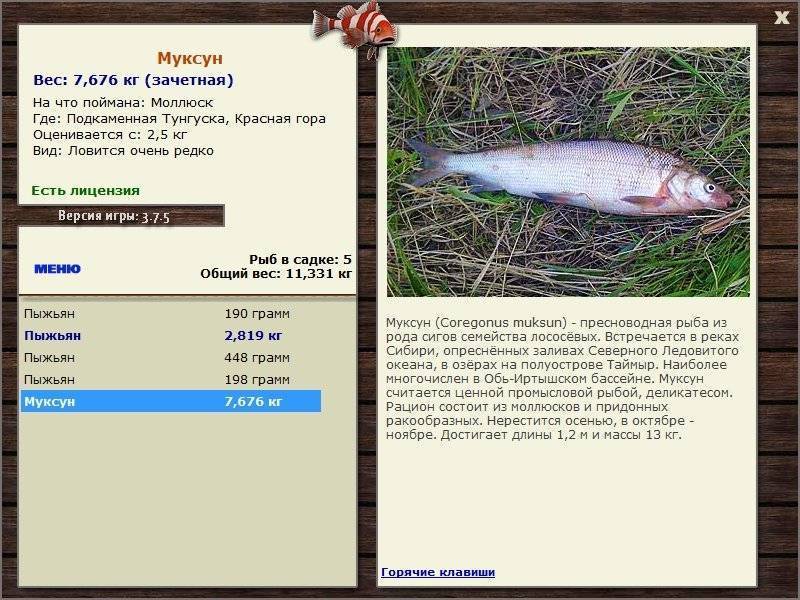 Рыба семейства сиговых, список с названиями и фото, особенности ловли сига, разновидности, среда обитания