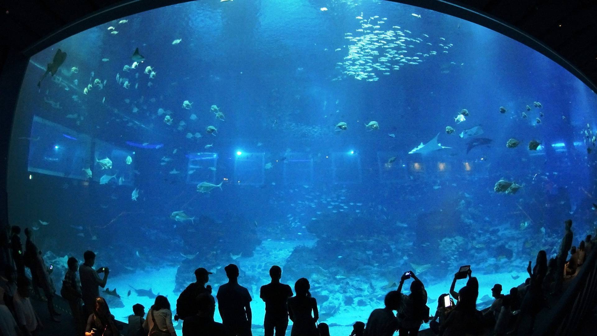 10 лучших аквариумов - рейтинг 2020