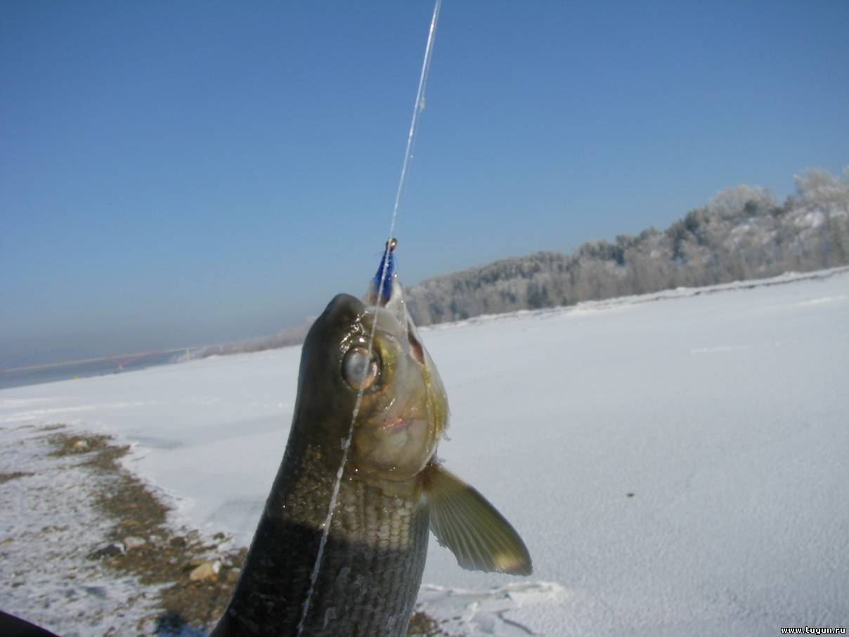 Рыбалка на ангаре: видео ловли на реке, рыбалка на хариуса и ленка, зимой, весной