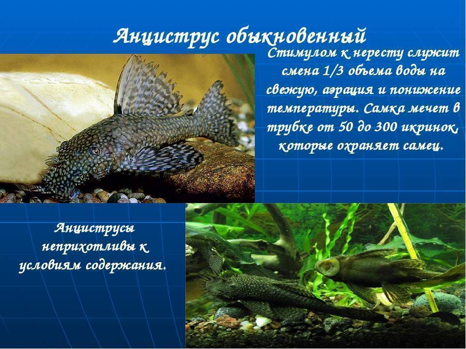 Как проходит нерест сома? Особенности жизнедеятельности