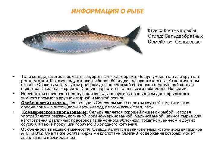 Рыба сельдь – польза и вред продукта, как засолить в домашних условиях, пищевая ценность