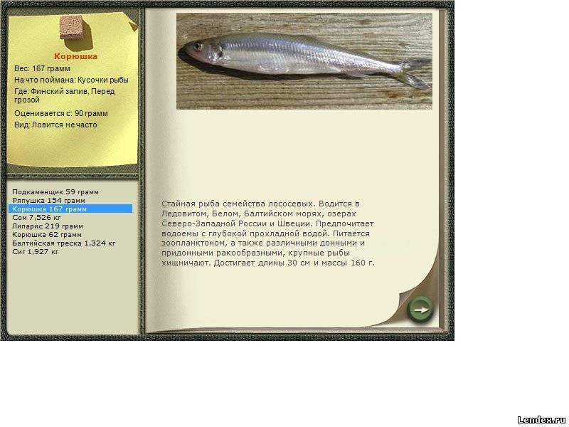 Описание рыбы корюшка, ее фото, среда обитания и размножение