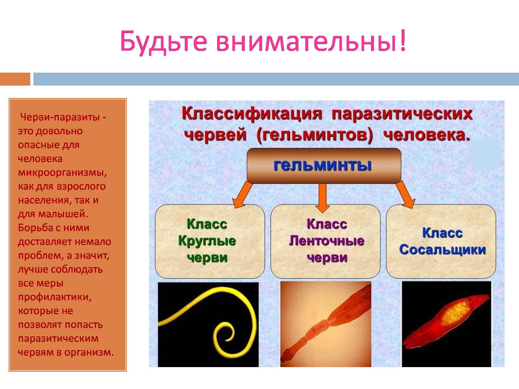 Паразитические черви презентация