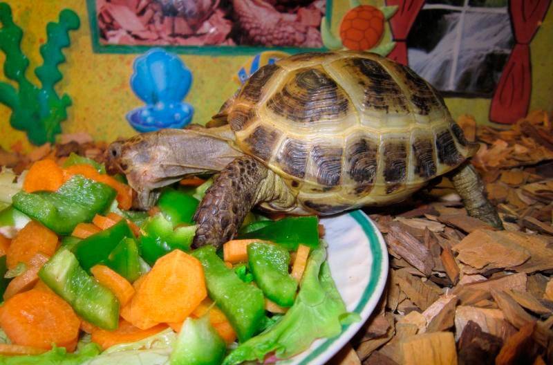 Обитание, образ жизни и питание черепахи