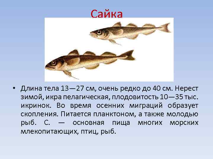 Сазан как трофей и деликатес