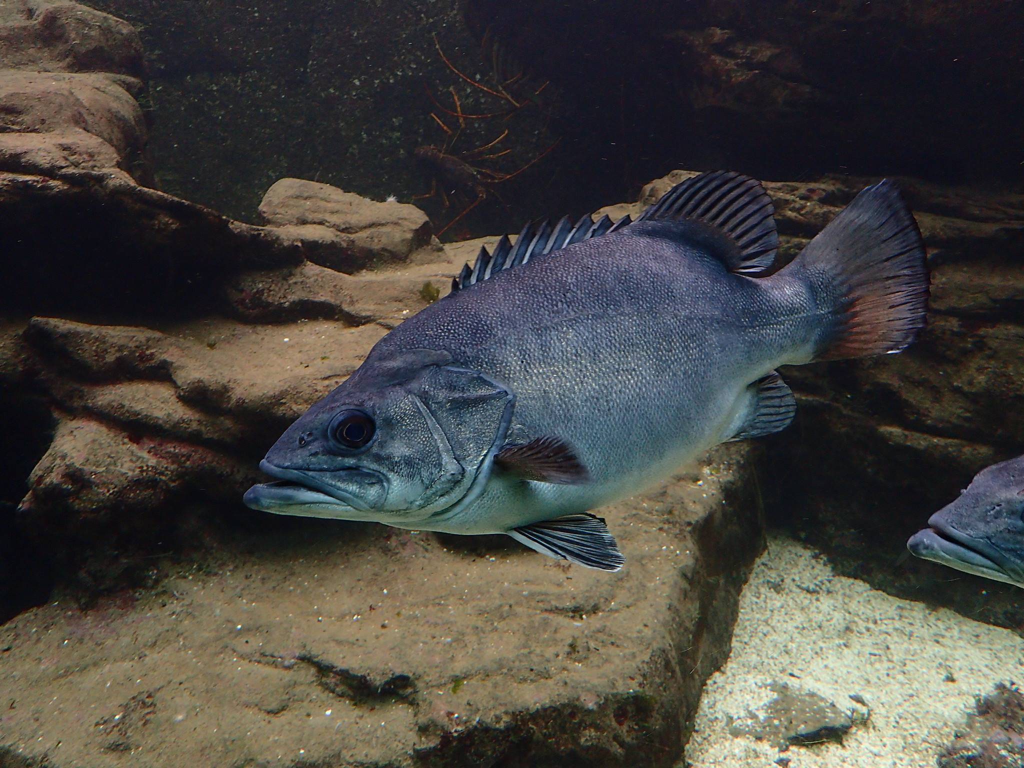 ✅ рыба лаверда - danafish.ru