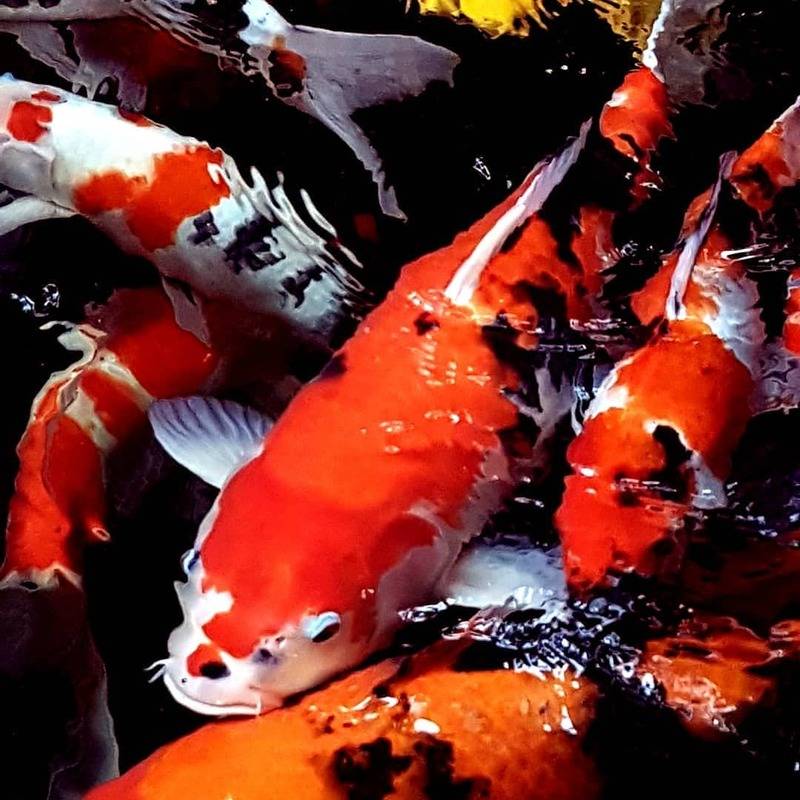 Карпы кои в аквариуме: 24 фото, содержание, значение по фен-шуй