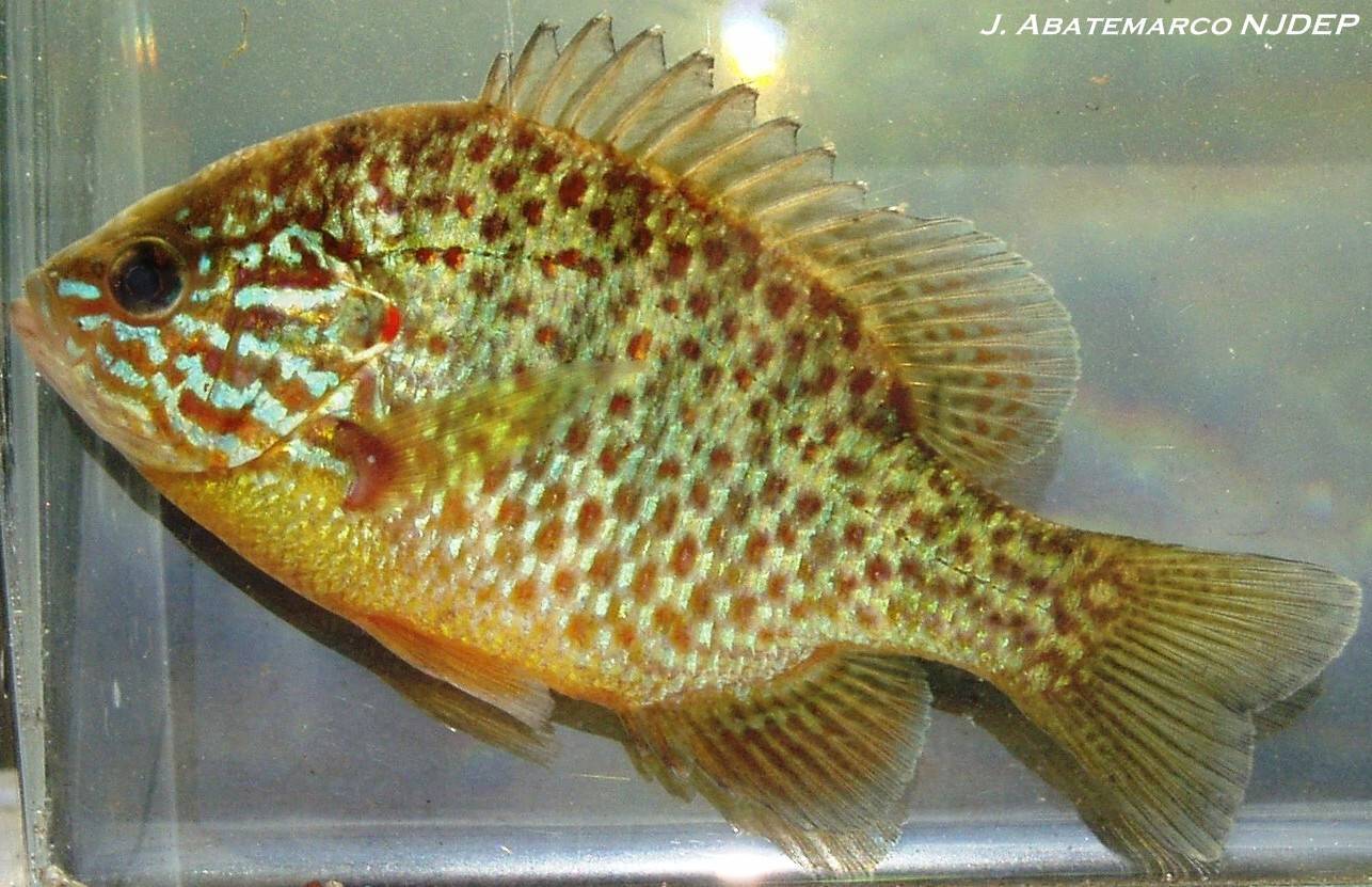 Рыбы фото и описание – каталог морских и пресноводных рыб ???? prorybu.ru