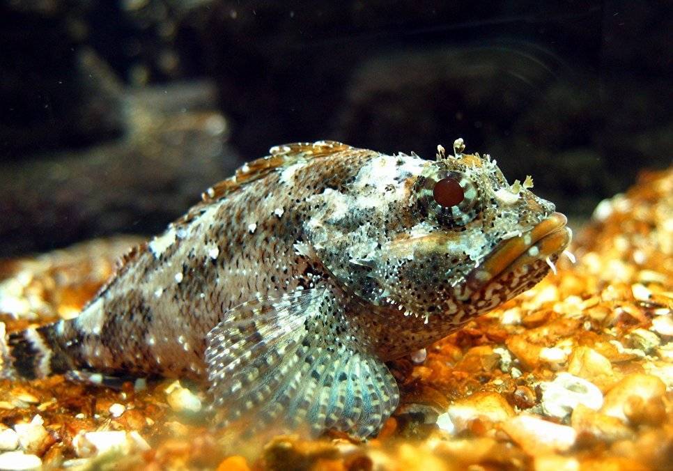 Рыбы черного моря – фото, названия и описание по видам