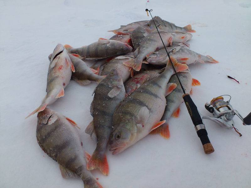 Платная рыбалка в рузском районе 2015