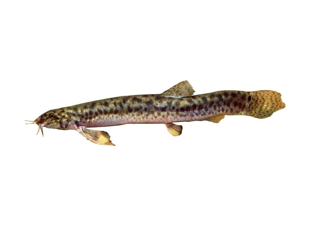Красный вьюн рыба. Рыба Вьюн Речной. Вьюн обыкновенный Misgurnus fossilis. Вьюн Пискун рыба. Амурский Вьюн.