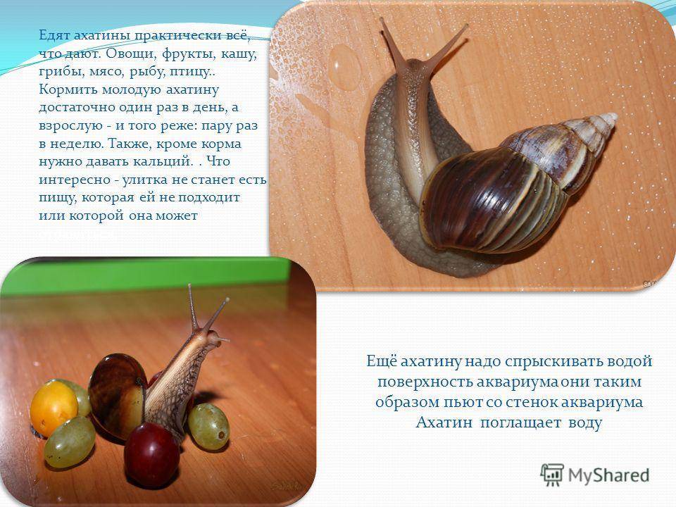 Улитки ахатины: содержание, уход в домашних условиях