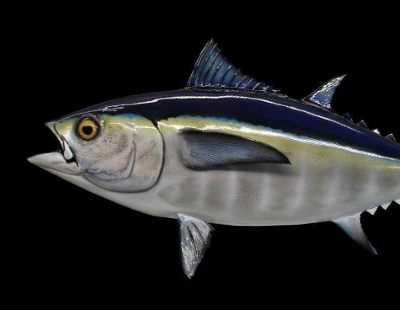 Дикий тунец 12. Чернопёрый тунец. Blackfin Tuna рыба. Рыба семейства тунцовых. Рыба из породы тунцовых.