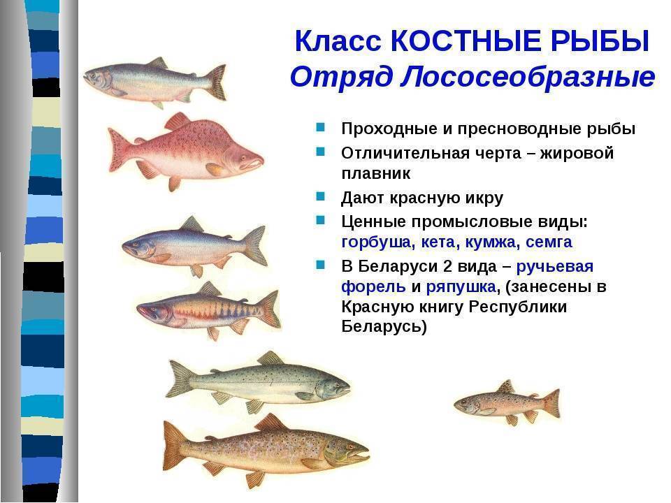 Лосось: что это за рыба, виды, места обитания, приготовление, ловля